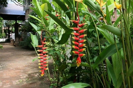 Cây chuối tràng pháo trồng trong chậu cảnh