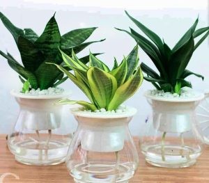 Cận cảnh bẹ lá và màu sắc đặc trưng của cây lưỡi mèo thủy sinh