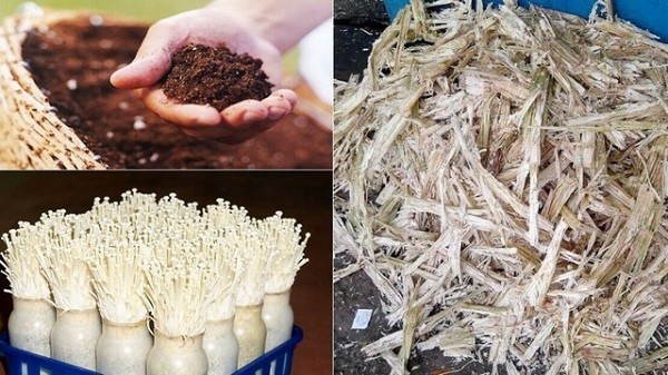 Lợi ích của việc tự trồng nấm kim châm bằng bã cà phê
