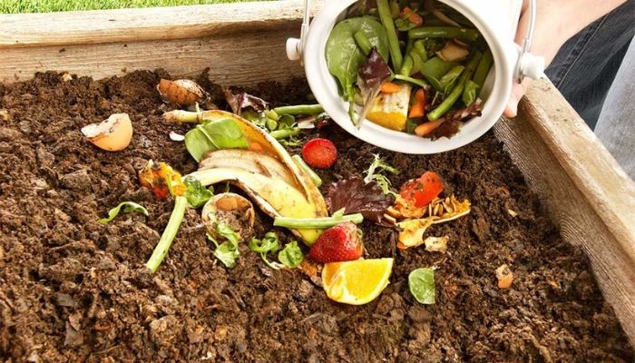 Phân ủ rác thải nhà bếp cung cấp dinh dưỡng cho cây