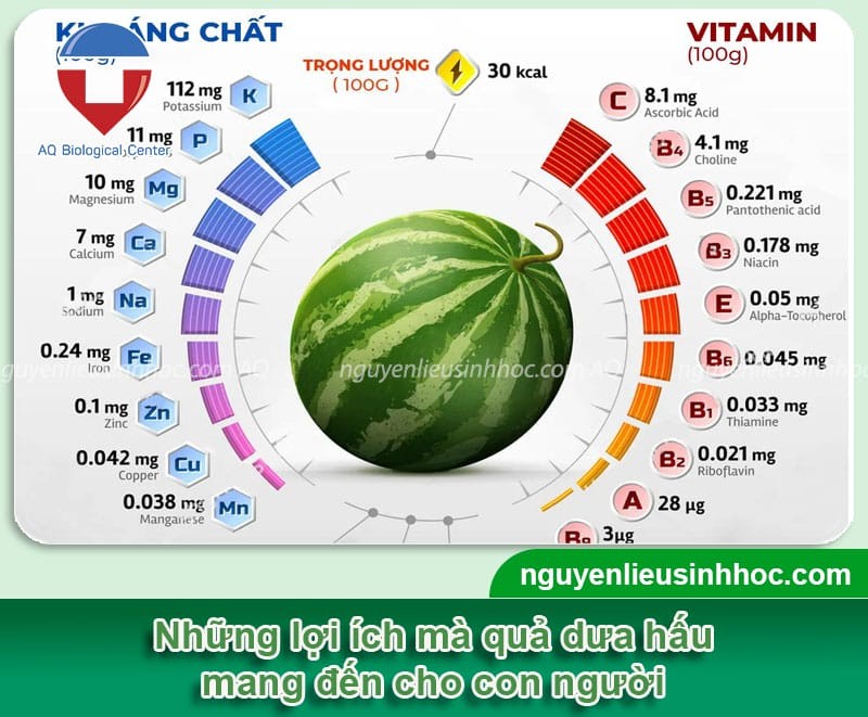 Miếng dưa hấu vuông chín mọng, thể hiện giá trị dinh dưỡng bên trong