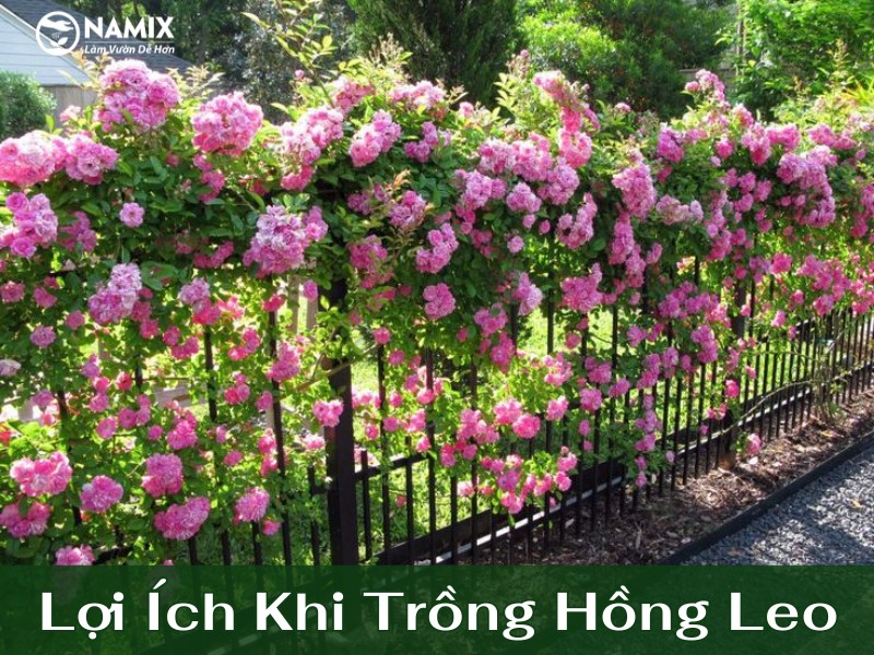 Hoa hồng leo nở rộ trên ban công