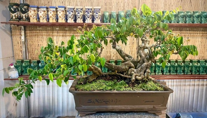 Chọn chậu có kích thước và chất liệu phù hợp để trồng cây khế