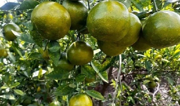 Lựa chọn chậu và vị trí thích hợp để trồng cây quýt trong chậu