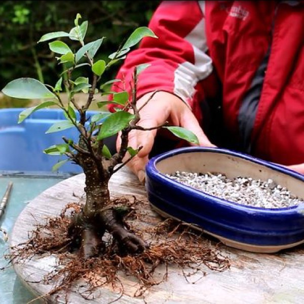 Các loại giá thể phổ biến dùng để trồng cây bonsai
