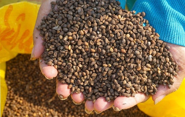 Lựa chọn giống rau muống