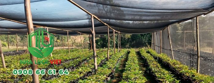 Hình ảnh lưới mùng đen được sử dụng để che nắng và giảm bốc hơi cho vườn rau