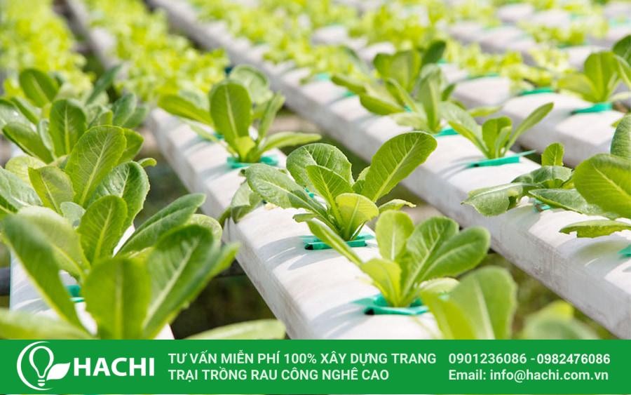 Tùy vào từng loại rau khác nhau lại yêu cầu điều kiện ánh sáng khác nhau