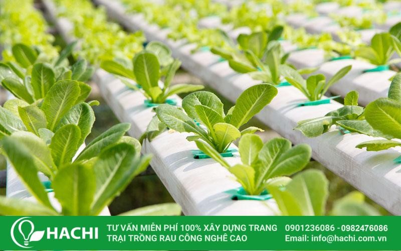 Mô hình giàn trồng rau thủy canh ống nhựa dạng hàng ngang