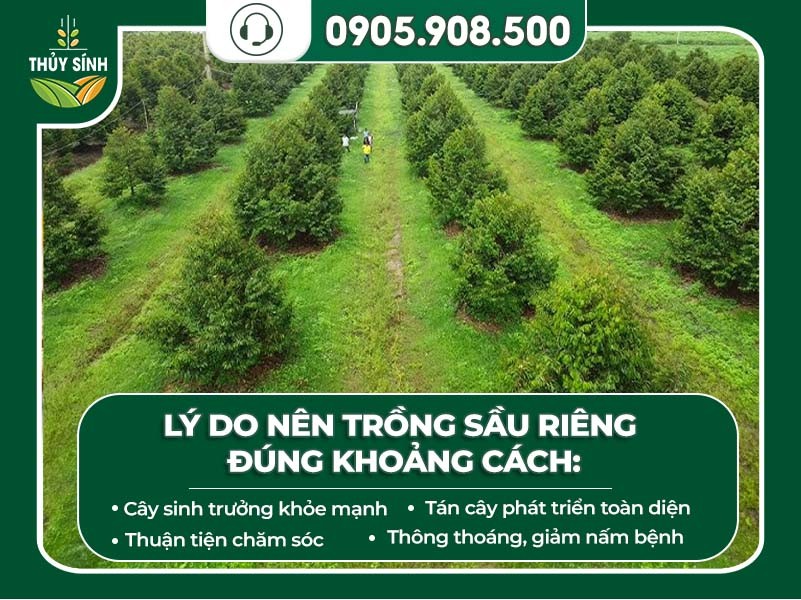 Cảnh vườn sầu riêng xanh tốt thể hiện cách trồng cây phát triển tốt