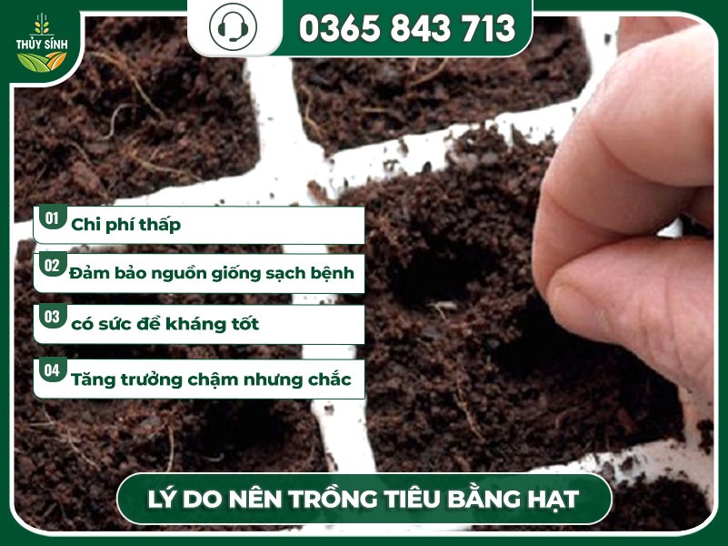 Lợi ích khi áp dụng cách trồng tiêu từ hạt