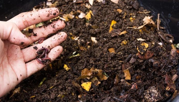 Lợi ích của việc ủ rác nhà bếp làm phân bón