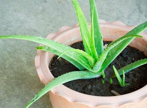Chậu lô hội nhỏ xinh trồng từ lá