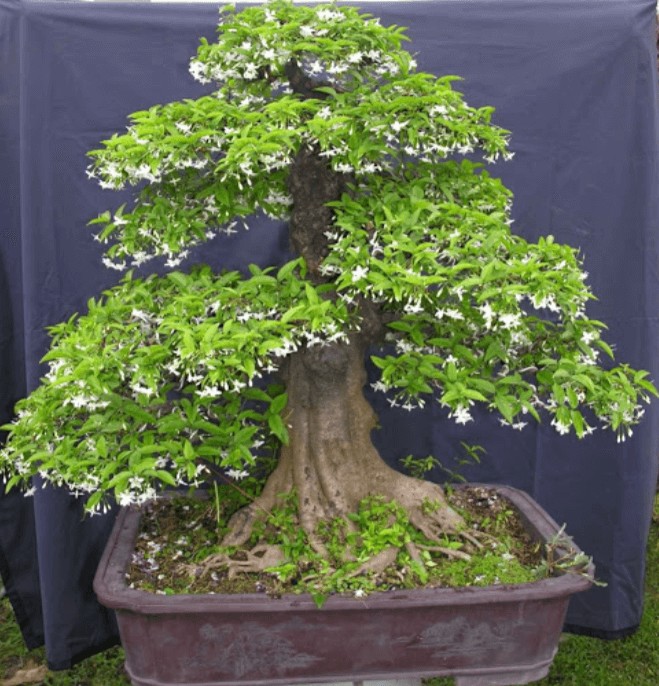 Cây mai chiếu thủy bonsai đẹp nghệ thuật