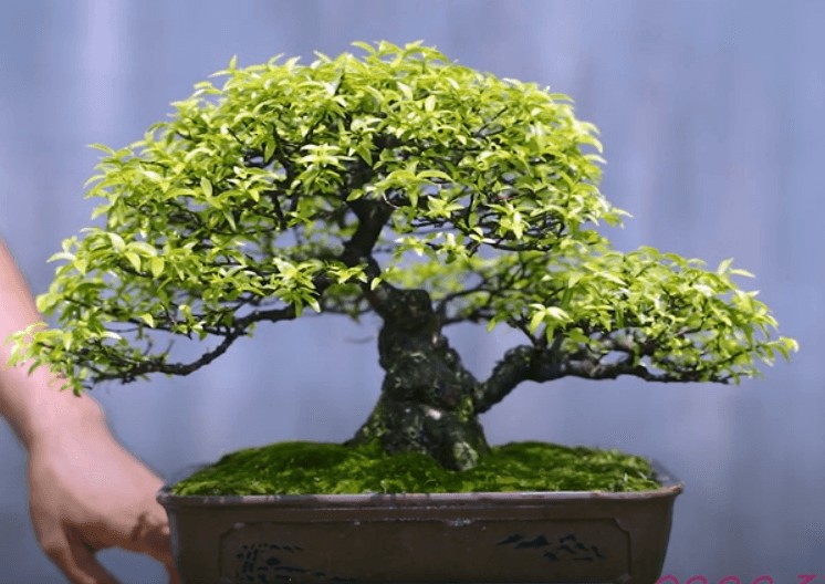 Cách chăm sóc mai chiếu thủy giúp cây ra hoa trắng đều
