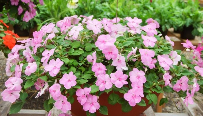Hoa mai địa thảo sắc màu rực rỡ tượng trưng cho ý nghĩa may mắn