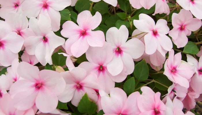 Phân loại mai địa thảo: Cánh đơn hình trái tim phổ biến