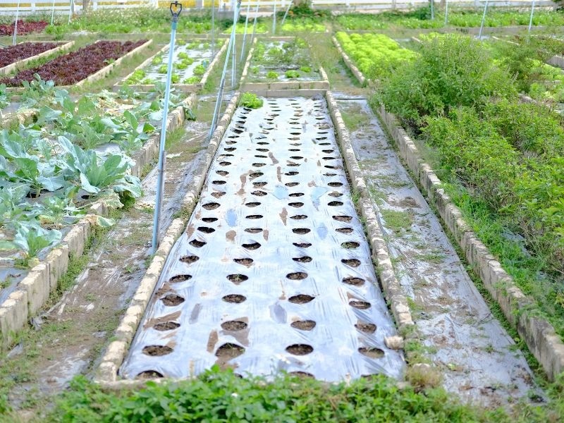 Màng phủ nông nghiệp bảo vệ cây trồng trong nhà kính