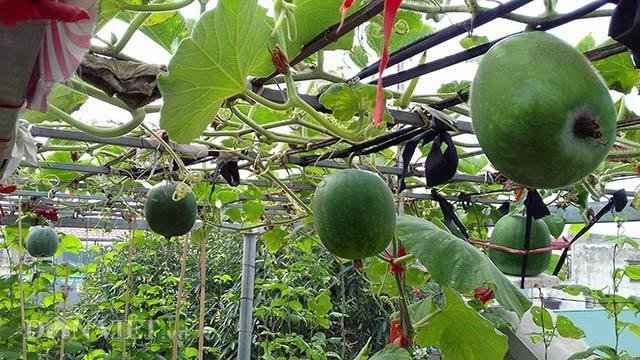 Bí dưa hấu giống quả dưa hấu trồng trong thùng xốp trên giàn