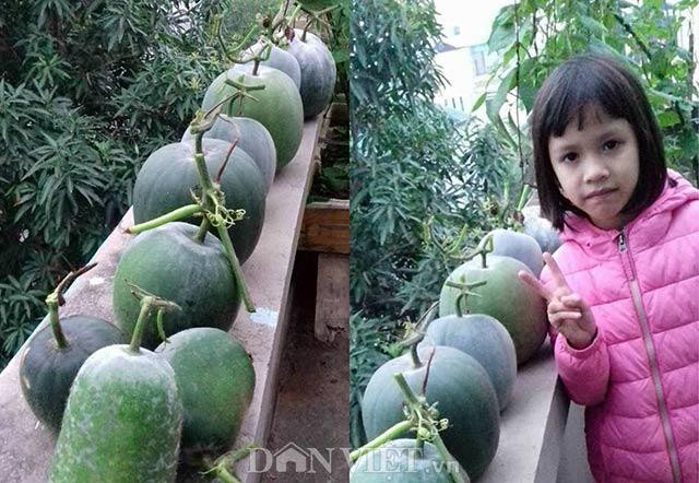 Thành quả thu hoạch bí dưa hấu từ giàn trồng tại nhà