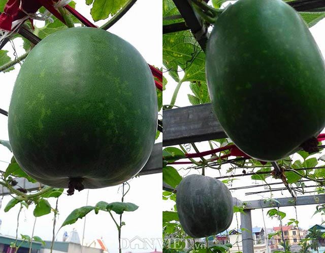 Gốc cây bí dưa hấu phát triển mạnh mẽ trong thùng trồng