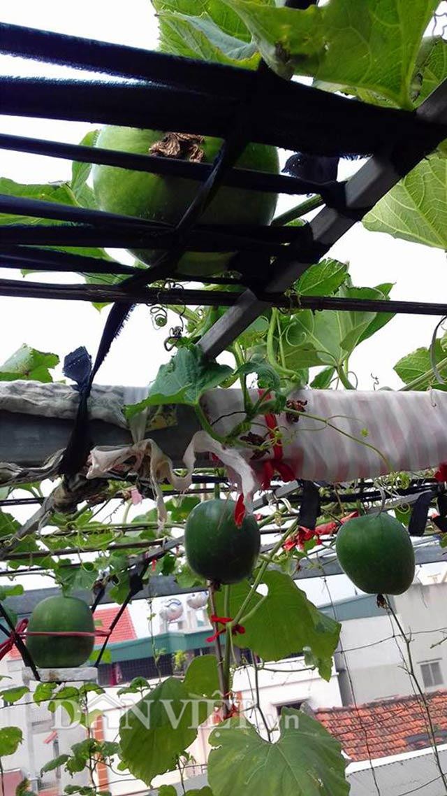 Thùng xốp được sử dụng để trồng bí dưa hấu trên sân thượng