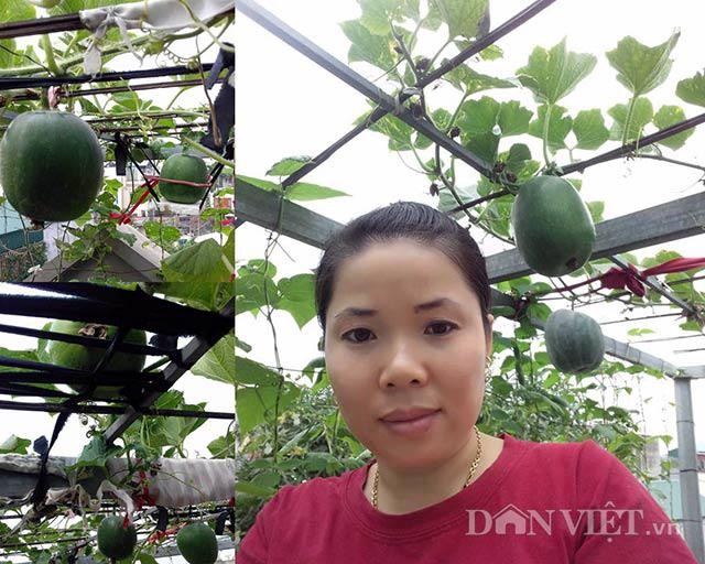 Chị Huyền thu hoạch bí dưa hấu lớn trồng tại nhà