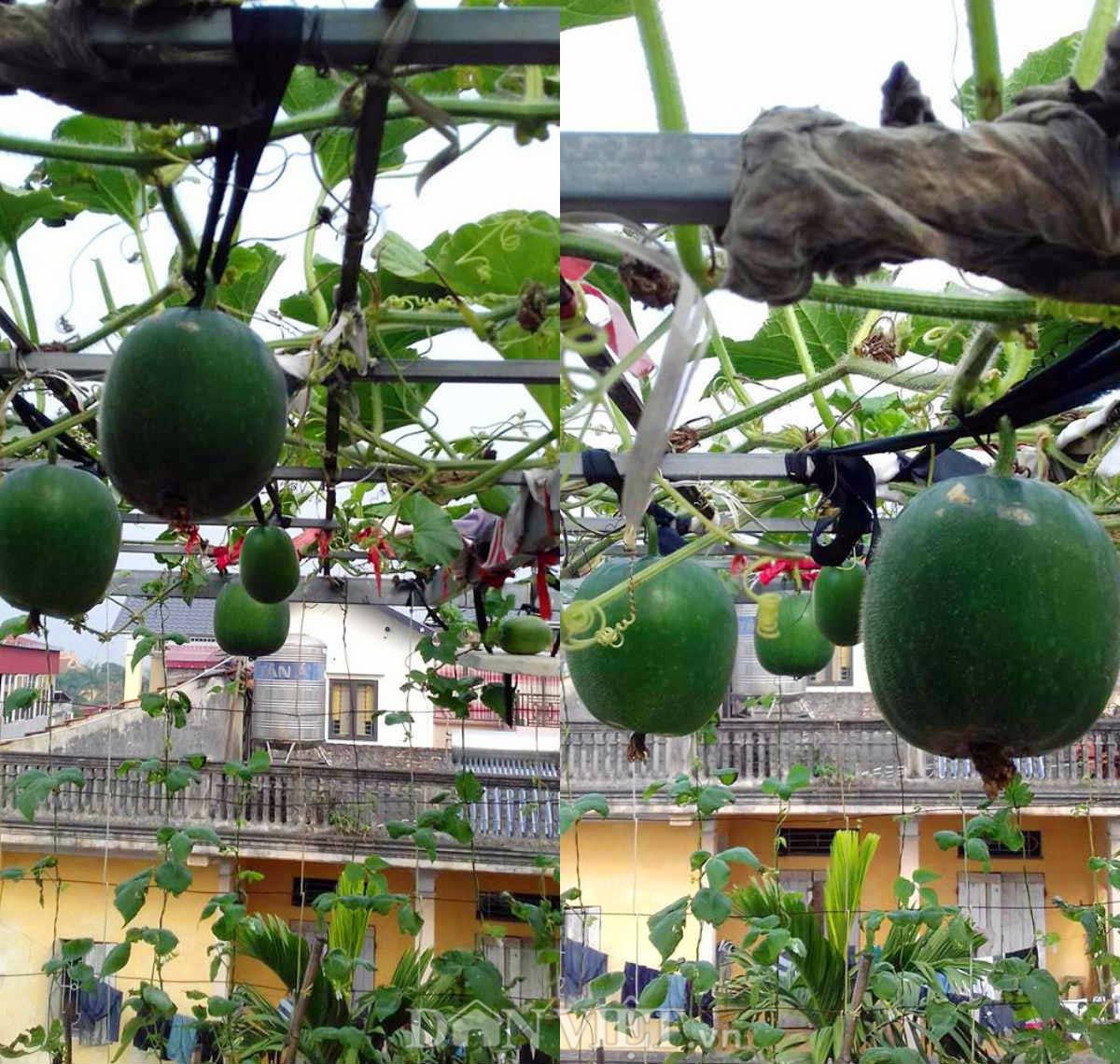 Giàn sắt kiên cố hỗ trợ cây bí dưa hấu nặng quả