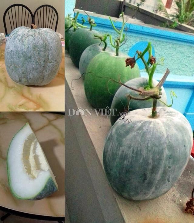 Cây bí dưa hấu con giai đoạn đầu phát triển