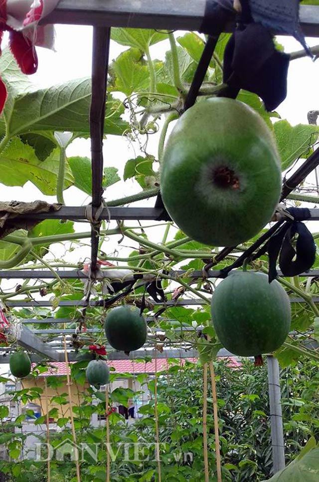 Giàn bí dưa hấu sai quả trồng trong thùng xốp