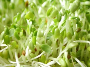 Rau mầm giá đỗ đã thu hoạch