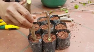 Giâm cành hoa giấy trong túi ươm - Minh họa cách trồng hoa giấy bằng cành theo phương pháp giâm.