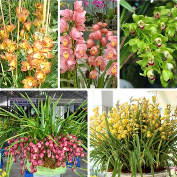Bí quyết giúp địa lan ra hoa đẹp và sai bông