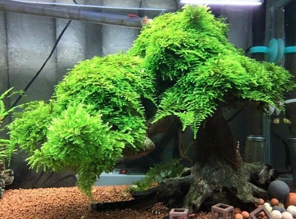 Chăm sóc rêu Mini Taiwan trên bố cục bonsai trong bể cá