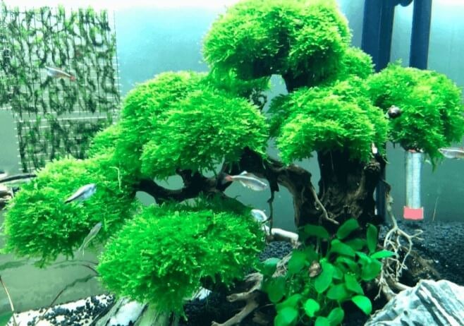Thành phẩm bonsai thủy sinh với Rêu Mini Taiwan