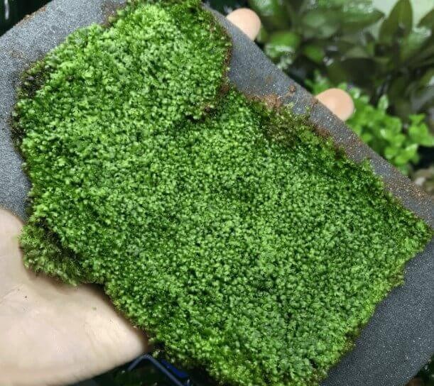 Rêu minifiss lá cạn bày bán tại cửa hàng thủy sinh