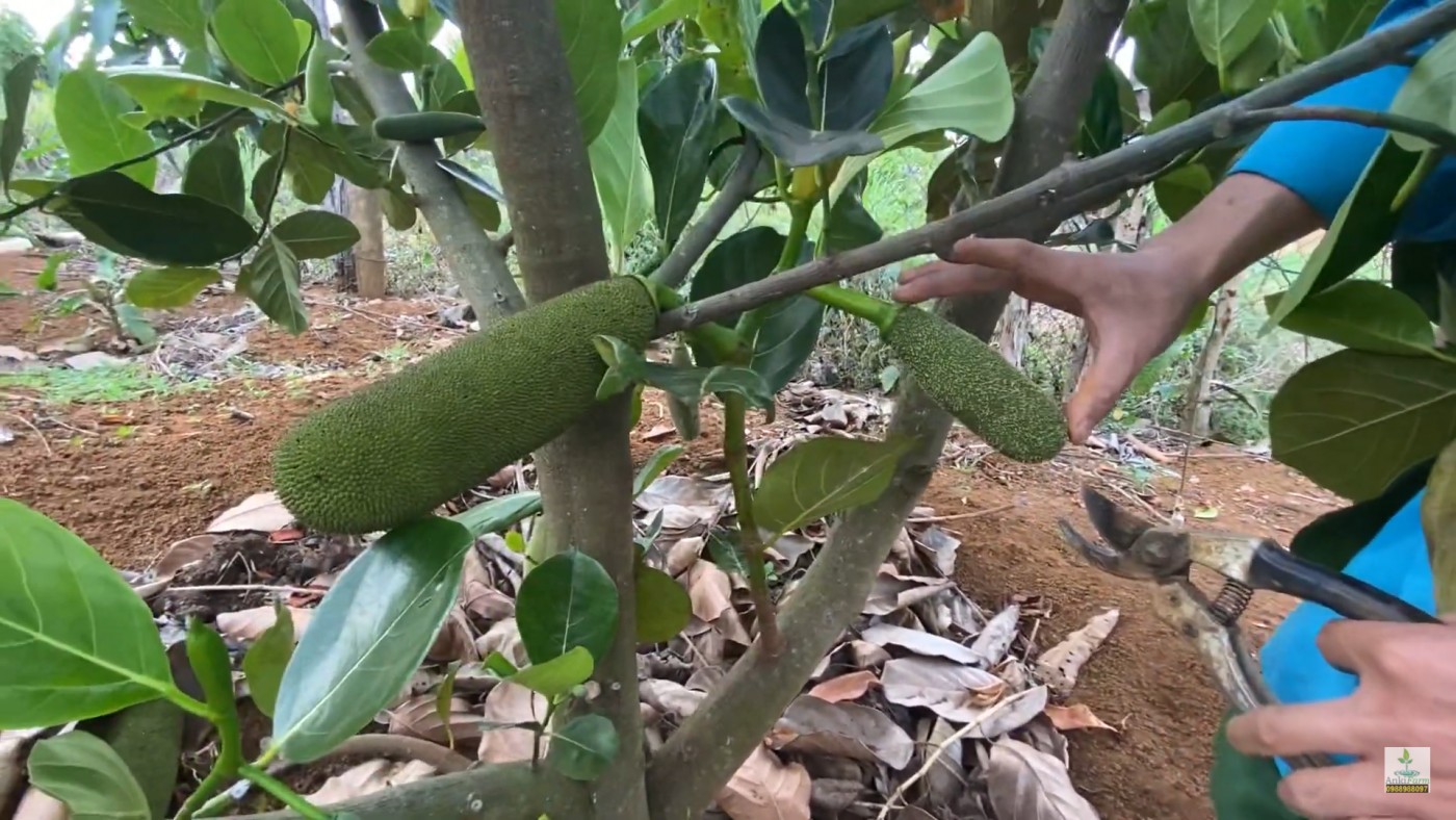 Mít Malaysia non đang phát triển trên cây