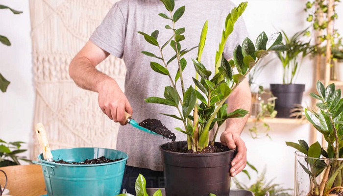 Các phương pháp phổ biến cách trồng cây tài lộc bằng đất, nước