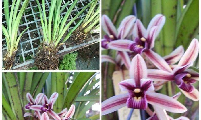 Hoa Lan Kiếm Lô Hội Giúp Tô Điểm Cho Không Gian Sang Trọng