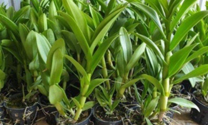 Lan Kiếm Lô Hội - Nữ Hoàng Của Các Loài Hoa