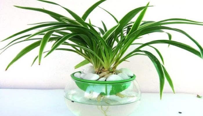 Những lưu ý khi trồng và chăm sóc lá dứa
