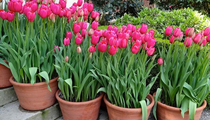 Yêu cầu ánh sáng cho hoa tulip trong chậu