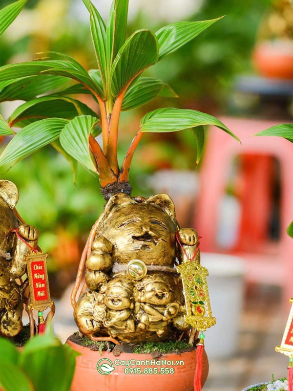 Tìm mua cây dừa bonsai ở đâu uy tín