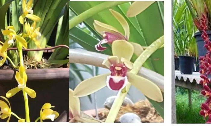 Mua Kiếm Lô Hội Ở Đâu?