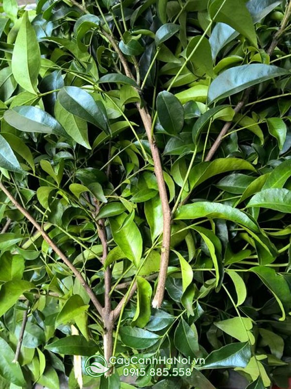 Mua lá mắc mật tươi và khô