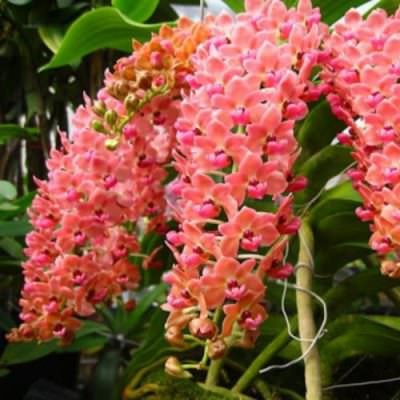Cách trồng lan đai châu