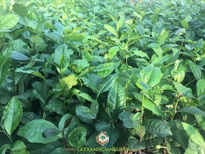 Cây chè xanh trưởng thành sẵn sàng lấy cành giâm