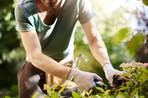 Người làm vườn đang bón phân hữu cơ cho cây trồng tại nhà