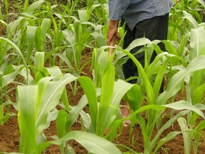 Ruộng ngô xanh tốt - Minh họa tầm quan trọng của khoảng cách trồng ngô