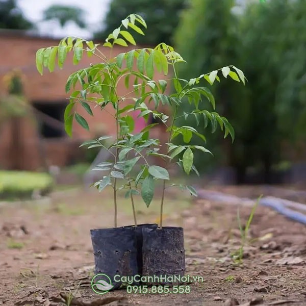 Nguồn gốc của cây mắc mật
